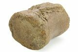Fossil Dinosaur (Pachycephalosaurus) Caudal Vertebra - Wyoming #379707-1